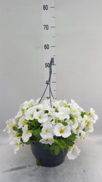 <h4>Petunia   ...</h4>