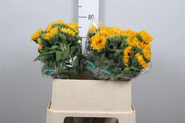 <h4>Heli Orange Fire</h4>