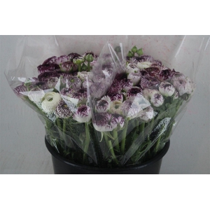 Ran Elegance Cappucino