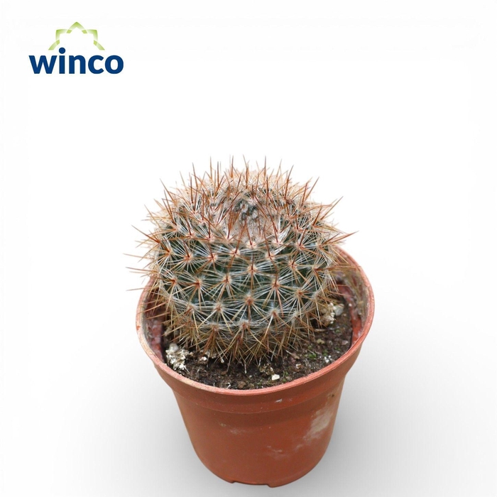 <h4>Notocactus Rutilans</h4>