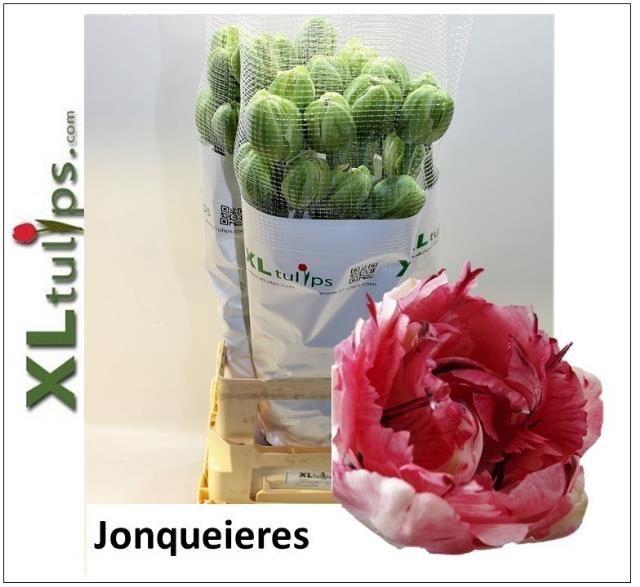 TU DU JONQUIERES XL
