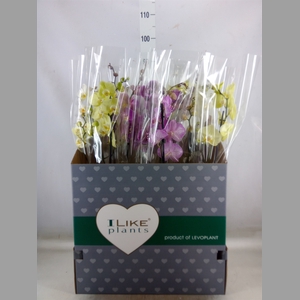 Phalaenopsis   ...mix