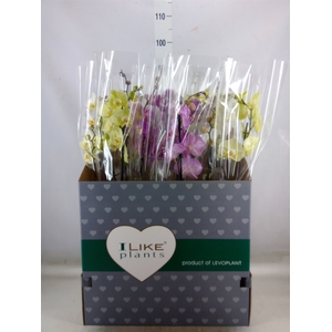 Phalaenopsis   ...mix