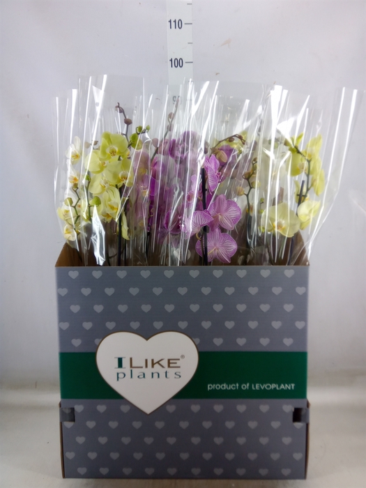 <h4>Phalaenopsis   ...mix</h4>