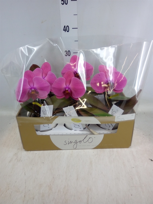 <h4>Phalaenopsis   ...lilac</h4>