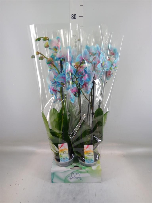 <h4>Phalaenopsis   ...</h4>