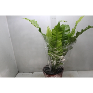 ASPLENIUM NIDUS P24