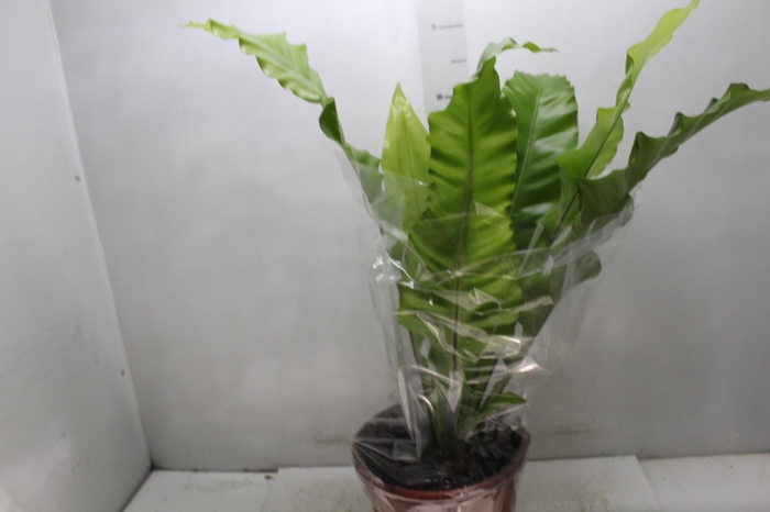 <h4>ASPLENIUM NIDUS P24</h4>