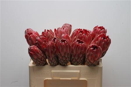 <h4>Protea Sharon No Leaves</h4>
