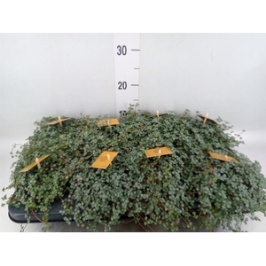 Pilea glaucophylla 'Greyzy'