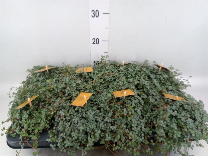 <h4>Pilea glaucophylla 'Greyzy'</h4>