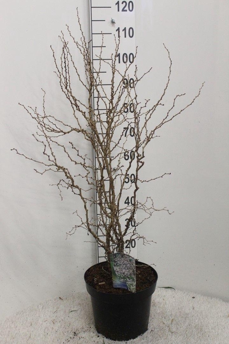 <h4>Prunus incisa 'Kojou-no-mai' H110 P29 potgekweekt</h4>