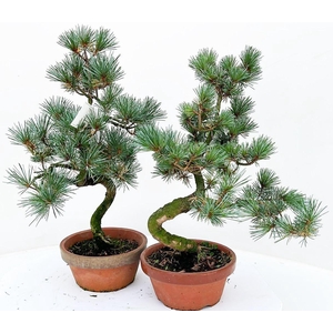 pinus pentaphylla parviflora