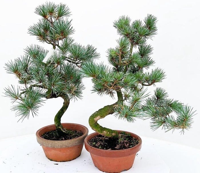 <h4>pinus pentaphylla parviflora</h4>