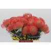 Nutans Ayoba Pink