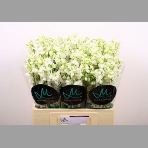 DELPH EN BE AN WHITE