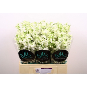 DELPH EN BE AN WHITE