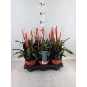 Vriesea  'Era'