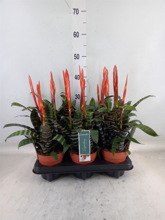 <h4>Vriesea  'Era'</h4>