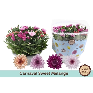 Chrysant Carnaval Sweet Melange