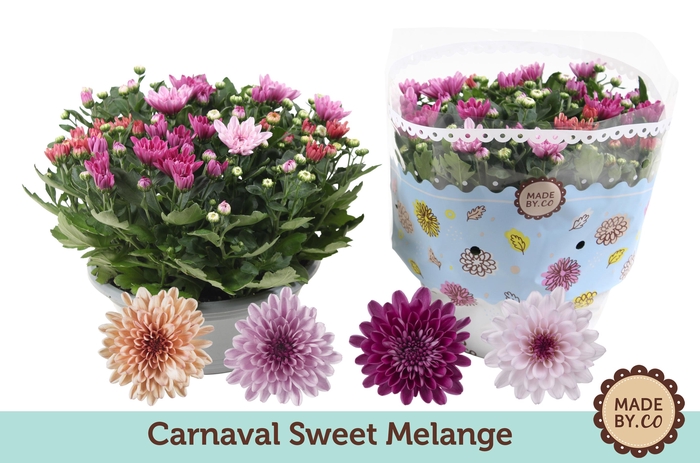 <h4>Chrysant Carnaval Sweet Melange</h4>