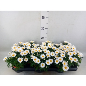 Argyranthemum  'La Rita White'