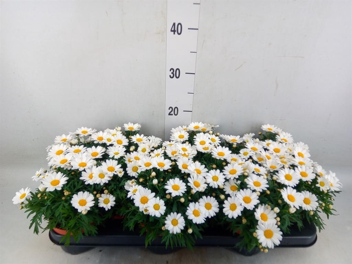 <h4>Argyranthemum  'La Rita White'</h4>
