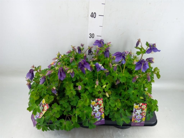 <h4>Aquilegia caerulea</h4>