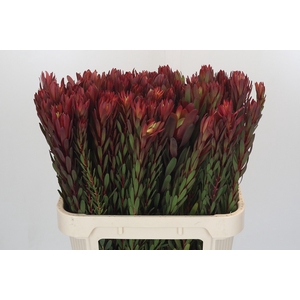 Leucadendron Safari Sunset