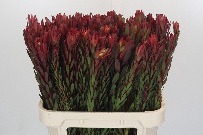 <h4>Leucadendron Safari Sunset</h4>
