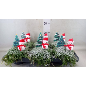 Soleirolia soleirolii   ...green