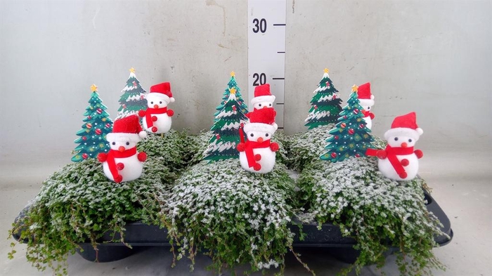 <h4>Soleirolia soleirolii ...green</h4>