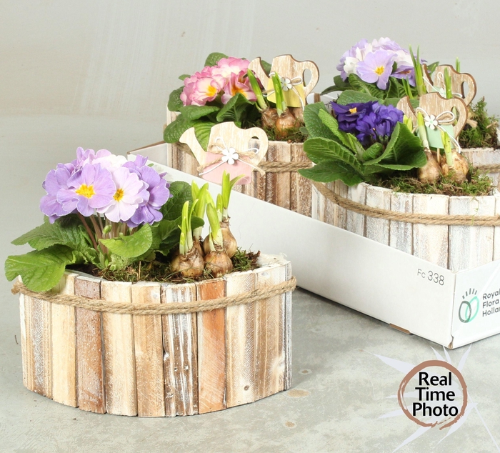 <h4>ARR TUINPLANTEN</h4>