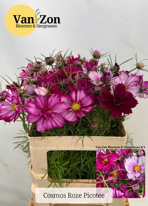 <h4>COSMOS BIPINNATUS</h4>