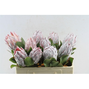 Protea Cynaroides
