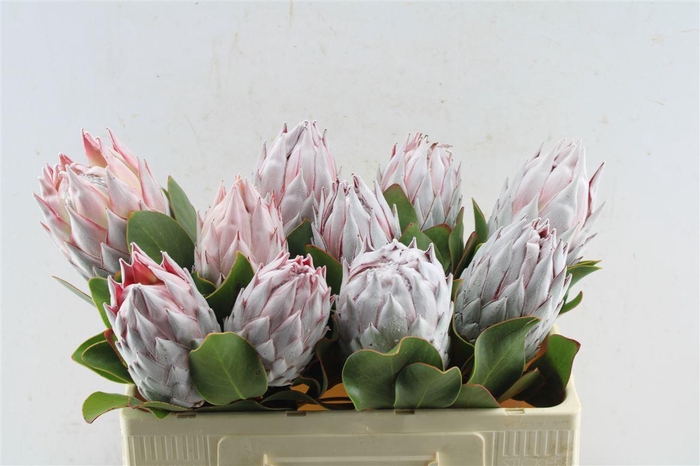 <h4>Protea Cynaroides</h4>