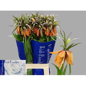 FRIT IM ORANGE BEAUT