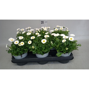 Bellis perennis