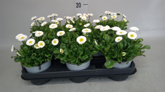 <h4>Bellis perennis</h4>