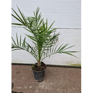 Phoenix Canariensis