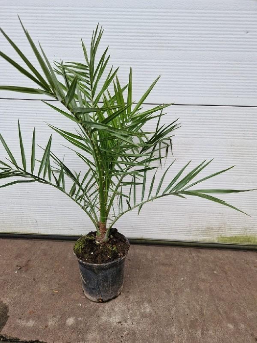 <h4>Phoenix Canariensis</h4>