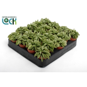 Peperomia Happy Bean Tanz