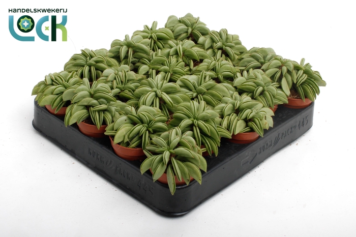 <h4>Peperomia Happy Bean Tanz</h4>
