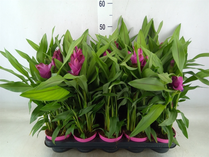 <h4>Curcuma alism. 'Siam Sublime'</h4>