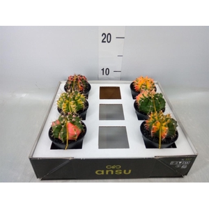 Gymnocalycium mihanov. 'Japan'  mix