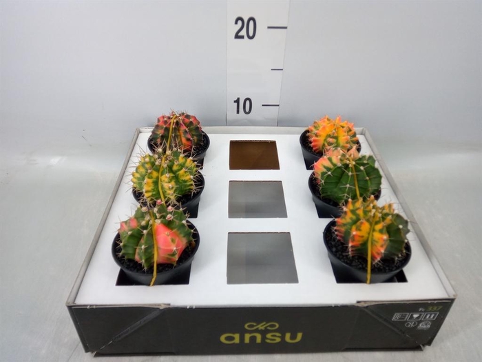 <h4>Gymnocalycium mihanov. 'Japan'  mix</h4>