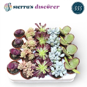 Discover® - Barcelona Succulents Mix (Exclusive)