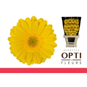 Germini Moreno Diamond