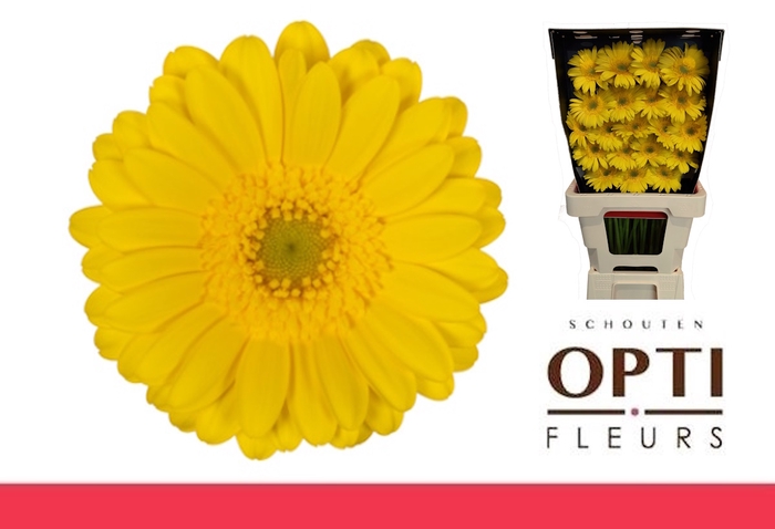 <h4>Germini Moreno Diamond</h4>