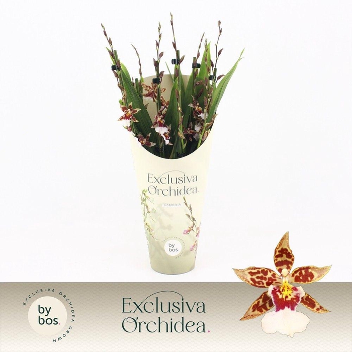 <h4>Cambria, Barrocco Bright 7+ spike 'Exclusiva Orchidea' Potcover</h4>